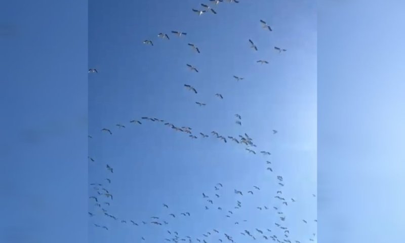 צפו: עשרות אלפי שקנאים חולפים מעל ישראל במופע מרהיב