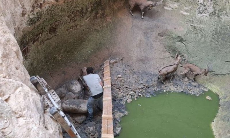מבצע חילוץ בערבה: ארבעה יעלים נלכדו בגב עמוק בנחל ורדית
