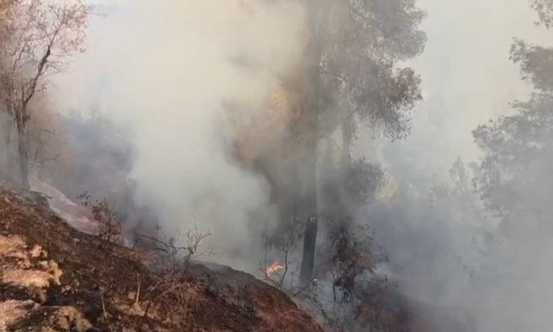 שריפת ענק משתוללת ביער עמינדב: כוחות הכיבוי מנסים לבלום את הלהבות