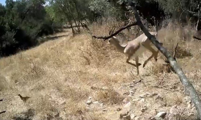 תיעוד נדיר: אם חוגלה ועשרת אפרוחיה פינו את הדרך לצבי דוהר