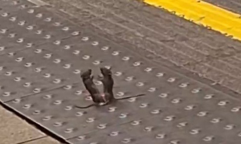 מחזה משעשע ברכבת התחתית בלונדון: שני עכברים תועדו בעימות סוער על הרציף