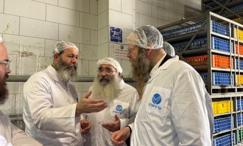 מזלג אחד - שני הידורים: גדולי הפוסקים ליוו מקרוב את השחיטה הראשונה של כשרות 'מהודר'