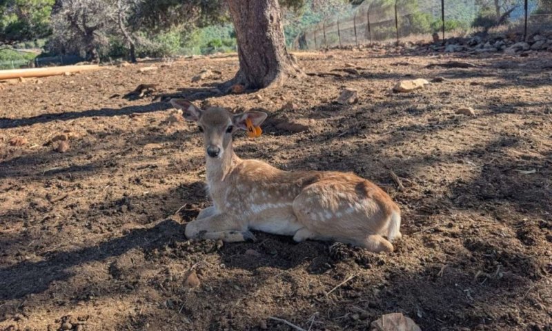 בייבי-בום בשמורה: לידות חדשות והצלת עופרים בחי־בר כרמל