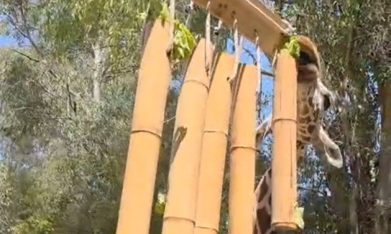 הג'ירף בספארי חגג יום הולדת: זה מה שהכינו לו המטפלים