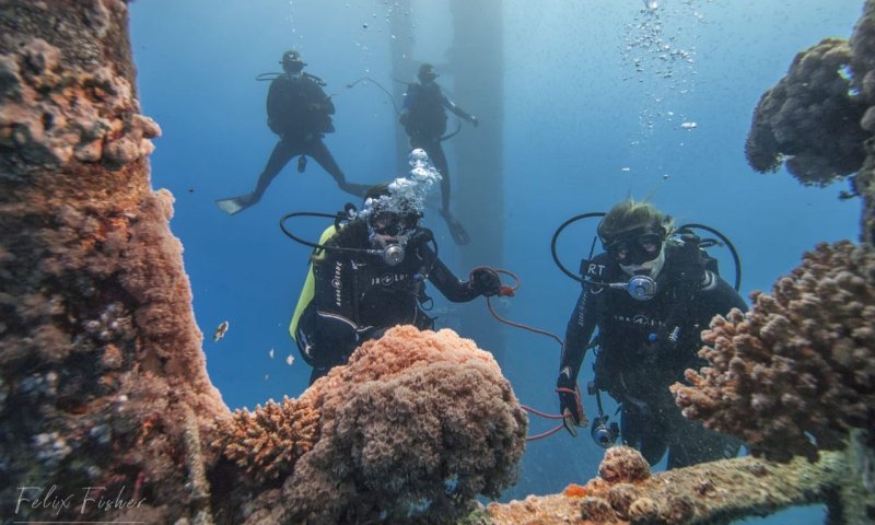 הלוחמים התגייסו לטיפול בשוניות האלמוגים באילת