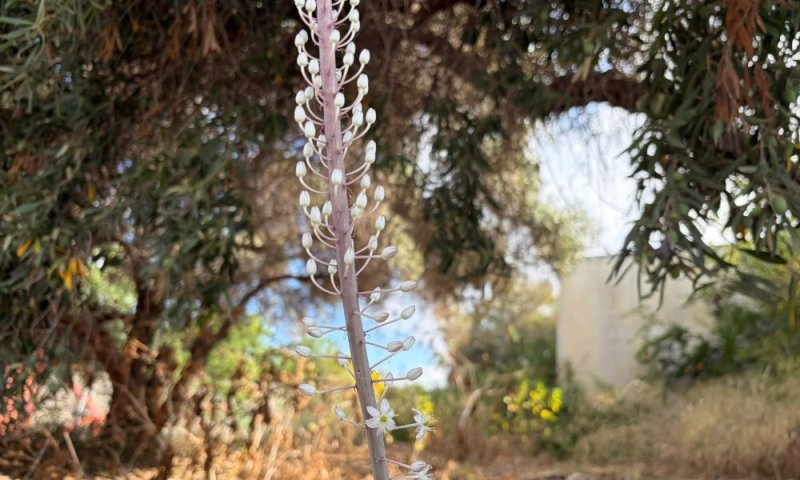 תיעוד מרהיב: החצבים הראשונים החלו לפרוח מוקדם מהרגיל