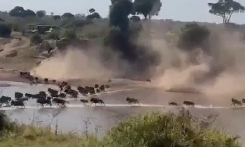 לאחר המתנה ארוכה: תיעוד מהחצייה הדרמטית של מיליוני הגנו בנהר שורץ תנינים