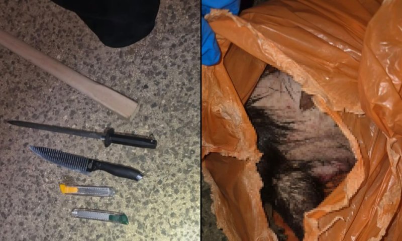 ניצל ברגע האחרון: הדורבן הצעיר שהיה בדרך לשחיטה שוחרר לטבע