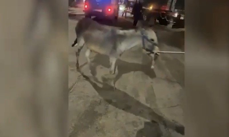 חמור כפות נמצא בתא המטען של תושב ביתר עילית