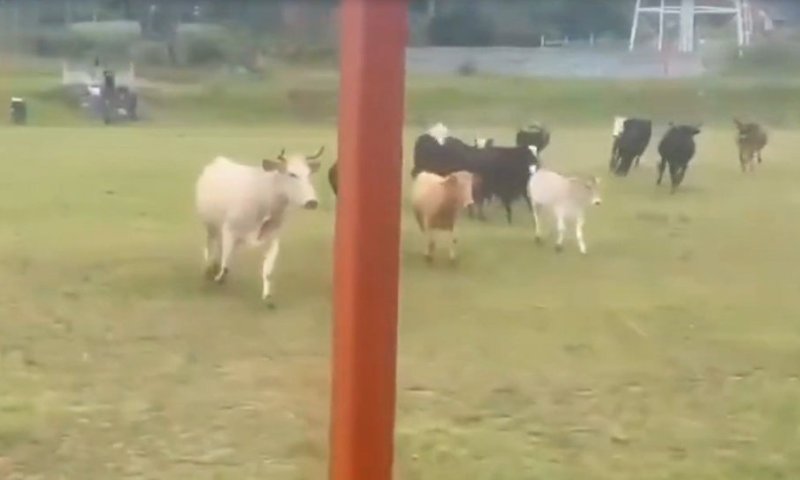 מקסיקו: פרות פלשו למגרש ועצרו את המשחק &ndash; זה מה שקרה לאחר מכן
