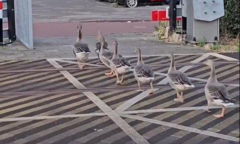 הכי מתוק שתראו: להקת האווזים המתינה בסבלנות שהרכבת תעבור 