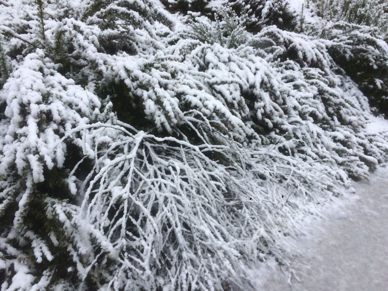 שלג הבוקר ביער ביריה. צילום: עמית בצר גבל, קקל