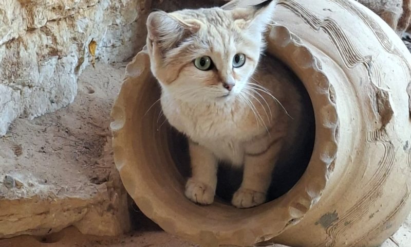 דיירת חדשה: חתולת חולות בסכנת הכחדה עברה לגור בספארי