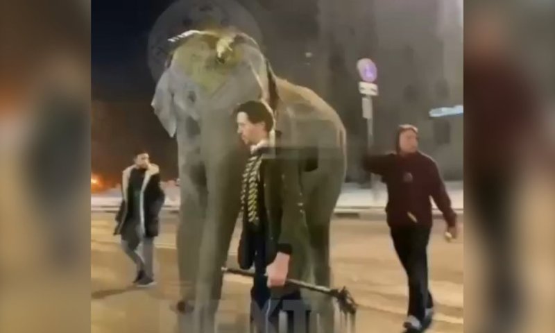דרמה ברוסיה: מה חיפש פיל ענק ברחובות העיר סמארה?