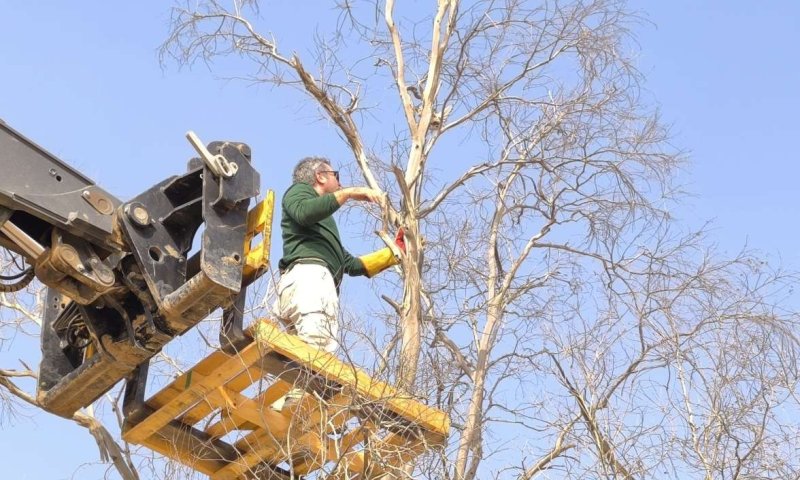 המתנדבים חילצו: כך שוחרר בז מצוי מענפי עץ אקליפטוס בנגב