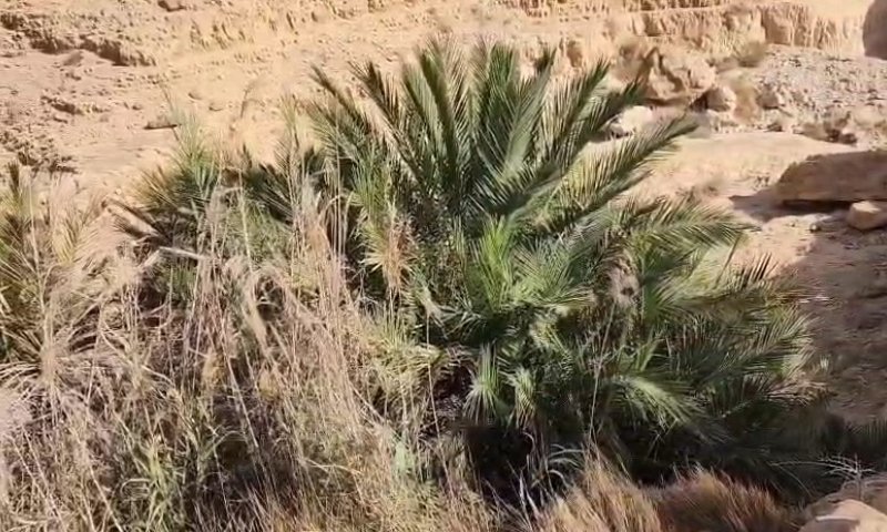 כרמלי על הדקל במדבר: אל תקטפו מהעץ הזה לולבים!