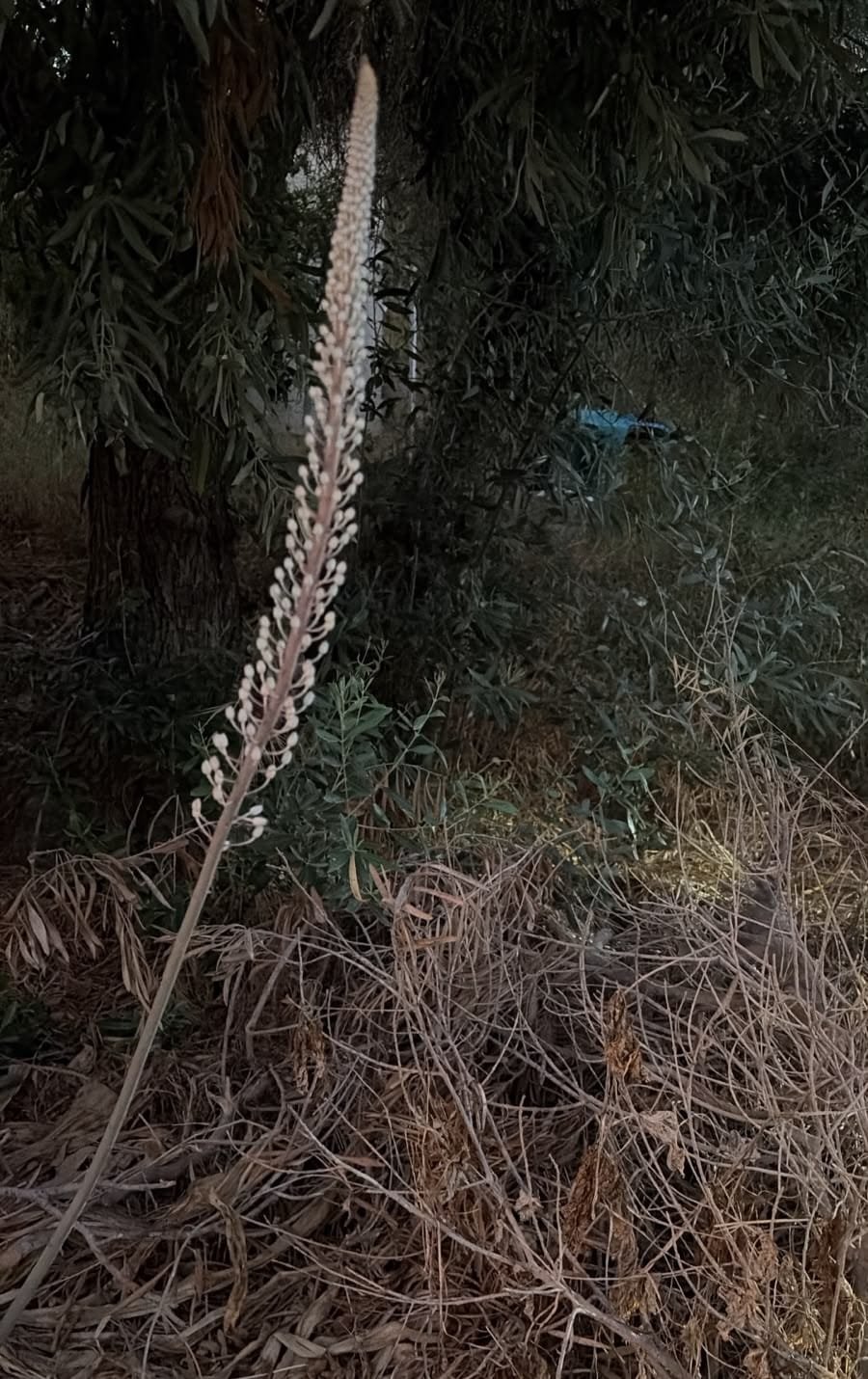 שחף רטר, החברה להגנת הטבע