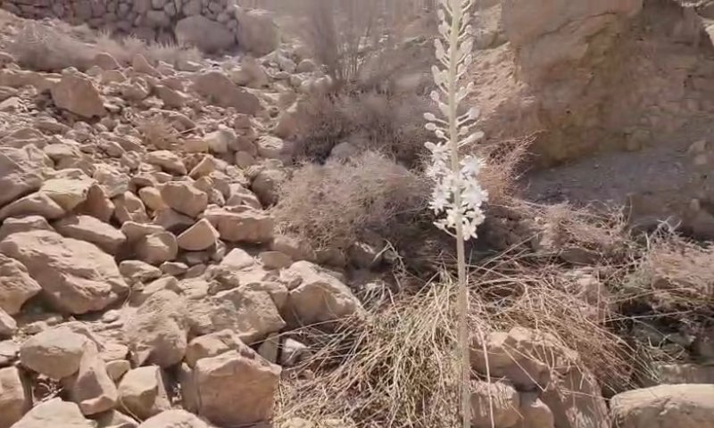 "חברו" של כרמלי שיודע לחזות האם תהיה שנה גשומה או לא