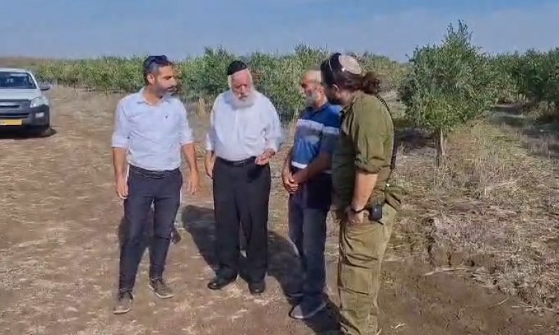 לקראת חנוכה: הגר"ש מחפוד בביקור במסיק הזיתים ברמת הגולן