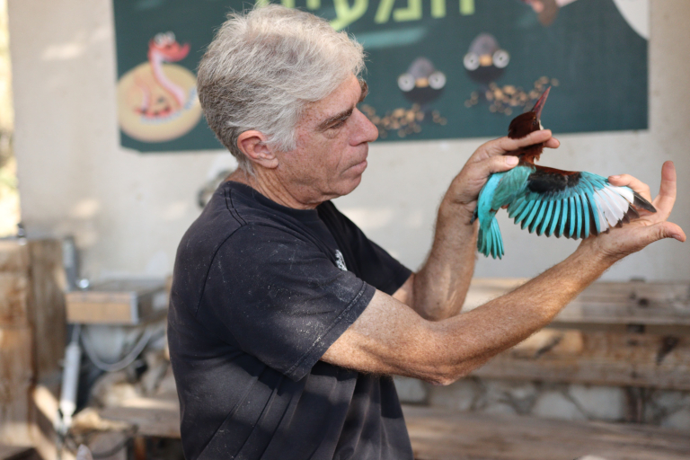 מרום שפי