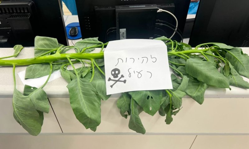 שניים אושפזו בטיפול נמרץ אחרי שקטפו ואכלו מצמח בר נפוץ