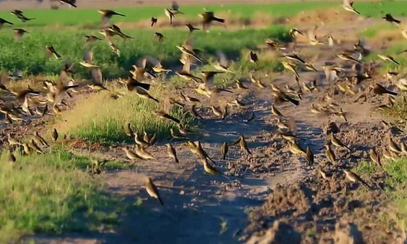 תיעוד מרהיב: מה עשו מאות נחליאלים בעמק בית שאן?