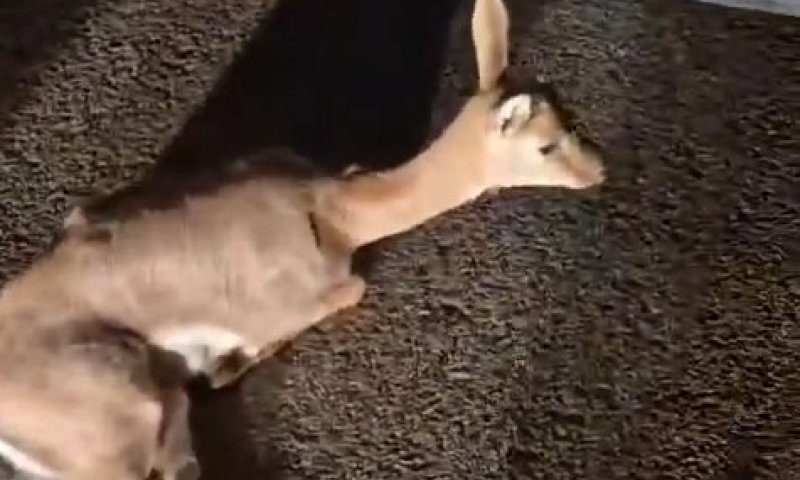 צבי נפגע מרכב בעלייה ליישוב: העיתונאי עצר את התנועה והזעיק סיוע