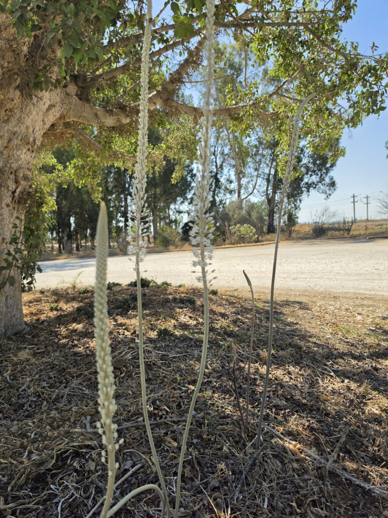 מור אבו, רשות הטבע והגנים