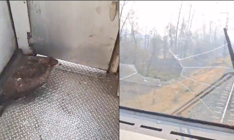 אירוע חריג בהודו: נשר התנגש בקטר רכבת וניפץ את חלון הנהג