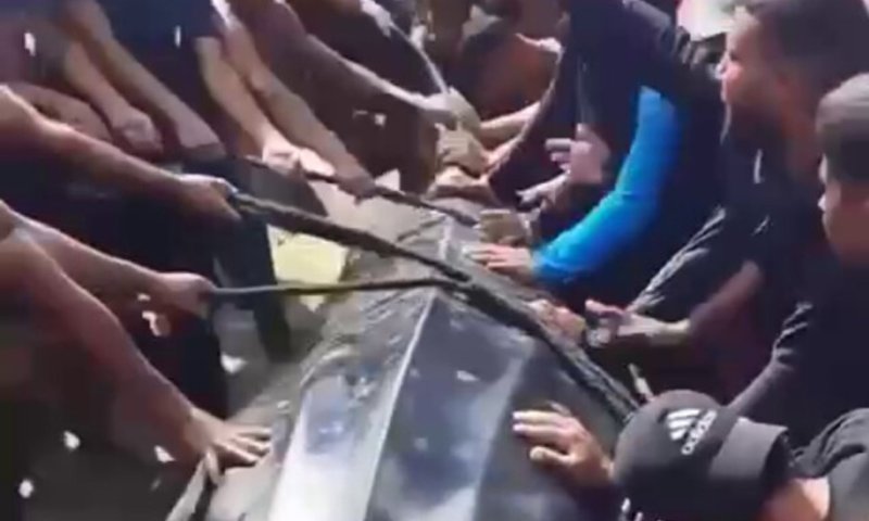 קשור ומוקף בהמון פלסטיני: הסוף העצוב של הכריש הלווייתני