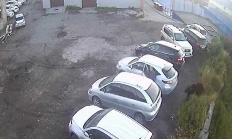 דוב תקף אזרחים בקמצ'טקה: אישה נפצעה קשה, הדוב נוטרל