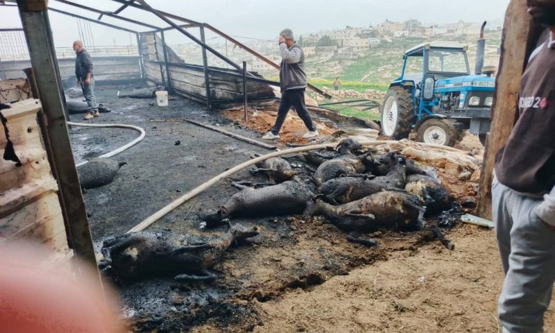 חשד לתג מחיר סמוך לחברון: כ-50 כבשים נשרפו למוות