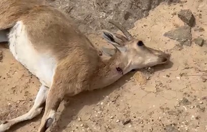 רוני סרור, מועדון ג'יפאים אריווה