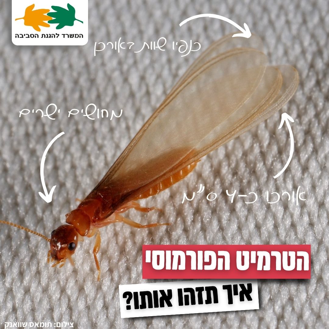 תומאס שוואנק