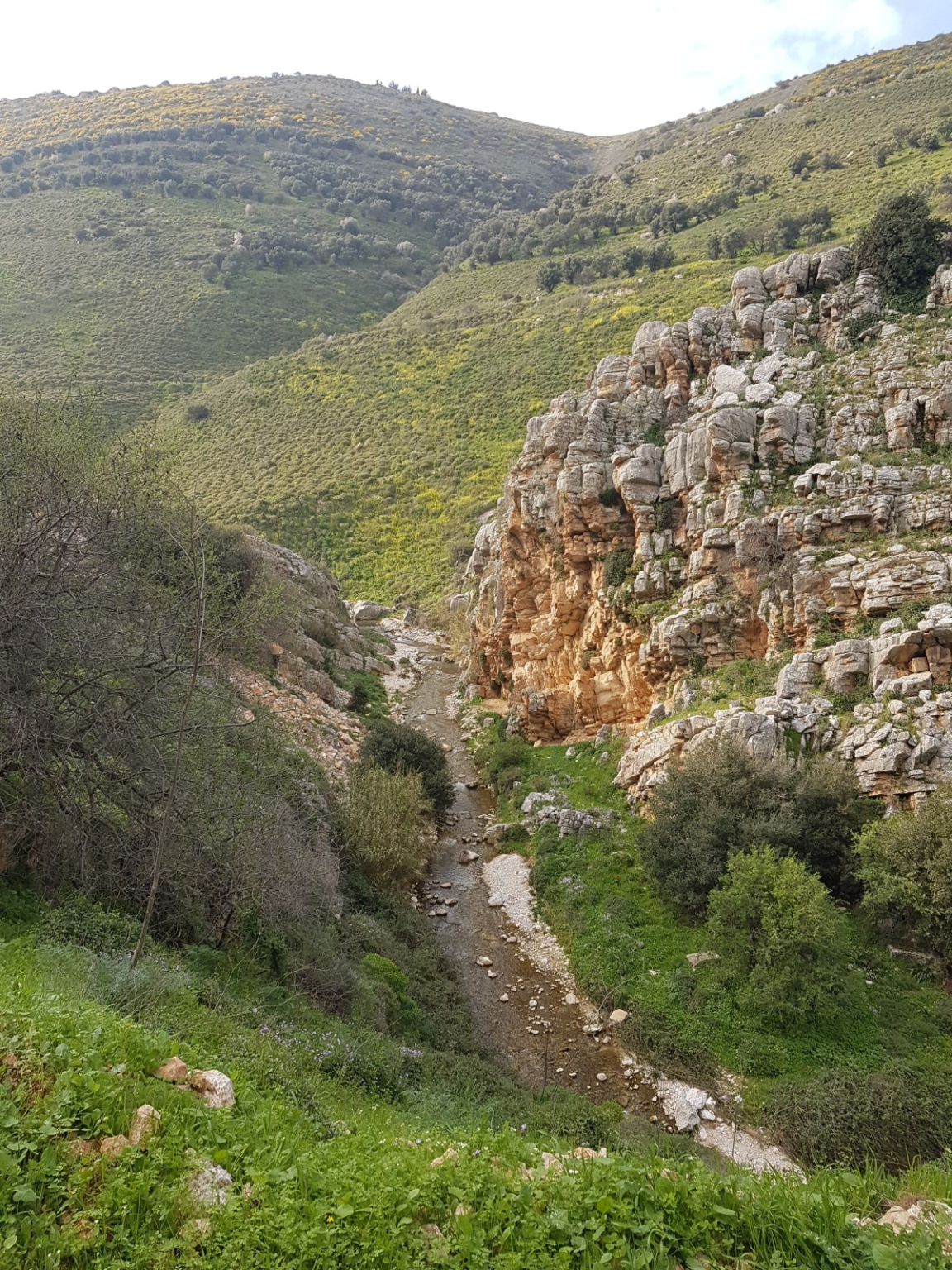 שרון קדם מתנדב רט"ג