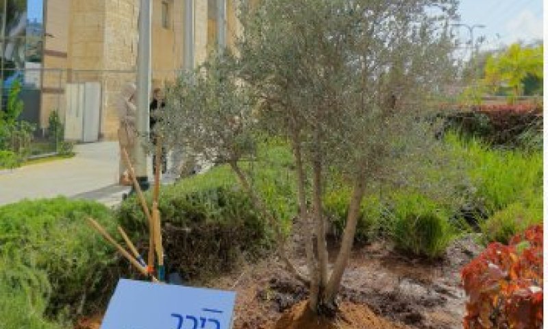 לפני ט"ו בשבט: התצפיתניות נטעו עץ זית בכניסה לבית החולים