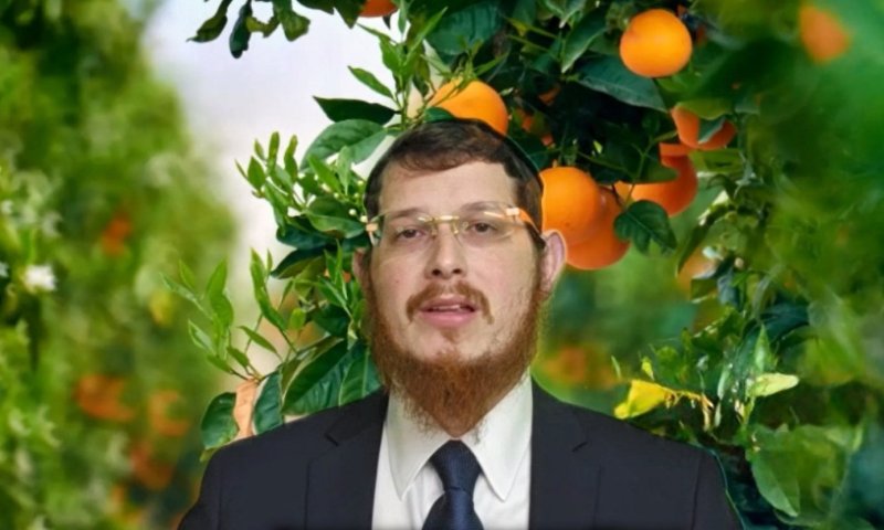 לא רק פירות יבשים: ההלכות שחשוב לדעת לקראת ט"ו בשבט