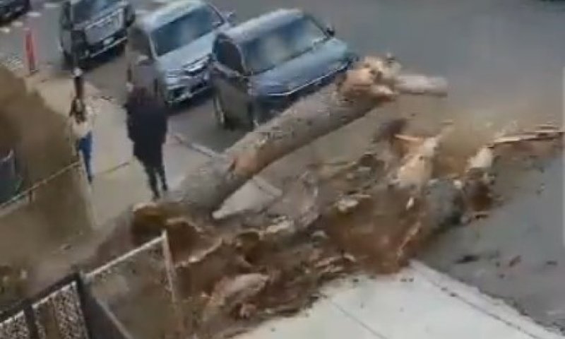 נס בבורו פארק: עץ ענק קרס בסמוך להולכי רגל 
