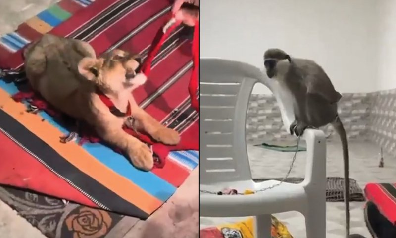 צפו: גור אריות וקוף הוצעו למכירה בדרום הארץ