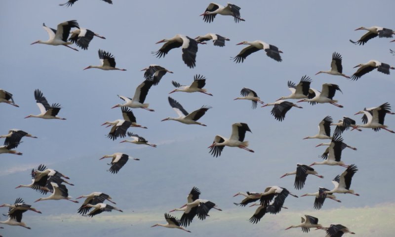 תיעוד מרהיב: להקת חסידות ראשונה נצפתה באגמון החולה