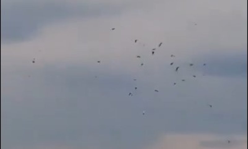 התיעוד עורר זעם: ציידים בלבנון יורים בלהקת עופות