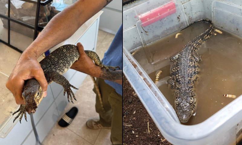 במרכז הארץ: אותרו תנין וחיות בר נוספות האסורות להחזקה