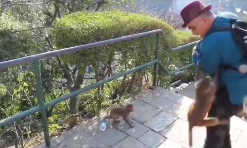 צפו בתיעוד: קוף מקוק רזוס תקף את יצחק כרמלי