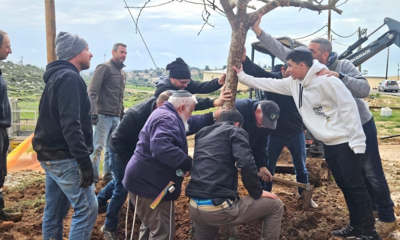 מרגש: העצים מחצר הבית שחרב בבארי הועברו ליישוב הדתי