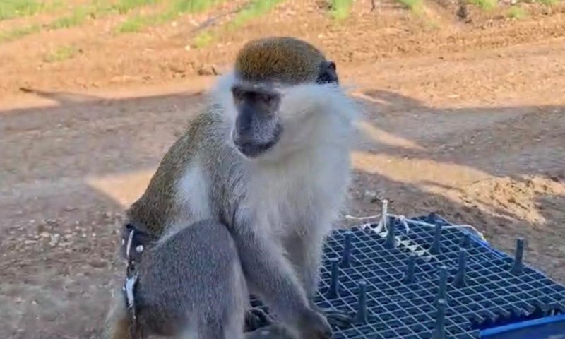 ועוד יותר קופים: קוף נוסף אותר בשטח פתוח