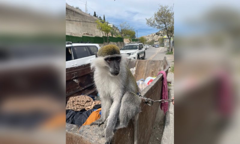 וזה עדיין לא נגמר: קוף נוסף נמצא והפעם בירושלים