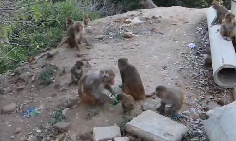 בנגב הם עולים, בחו"ל סכנה: הקופים שהפכו למטרד איום ונורא