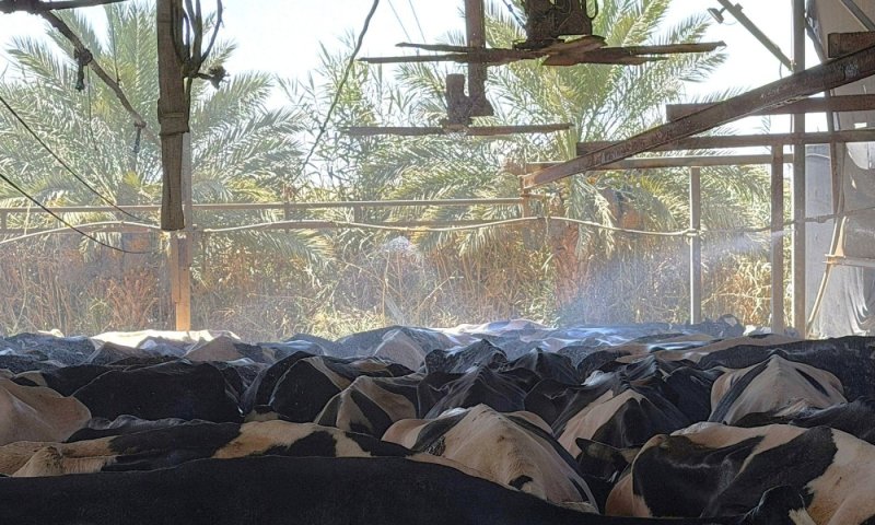 רפתנים מפעילים מערכות צינון לפרות ברפתות להפחתת החום | צפו