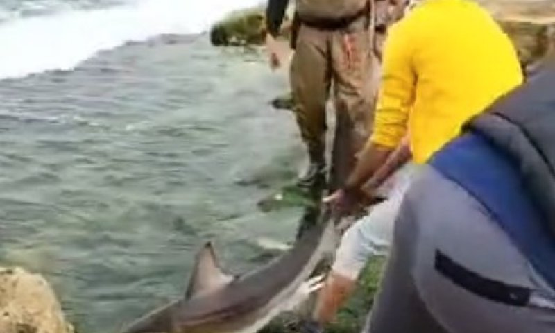 משכו כריש בזנבו &ndash; וכמעט ננשכו: התיעוד שמסביר את האסון בחדרה