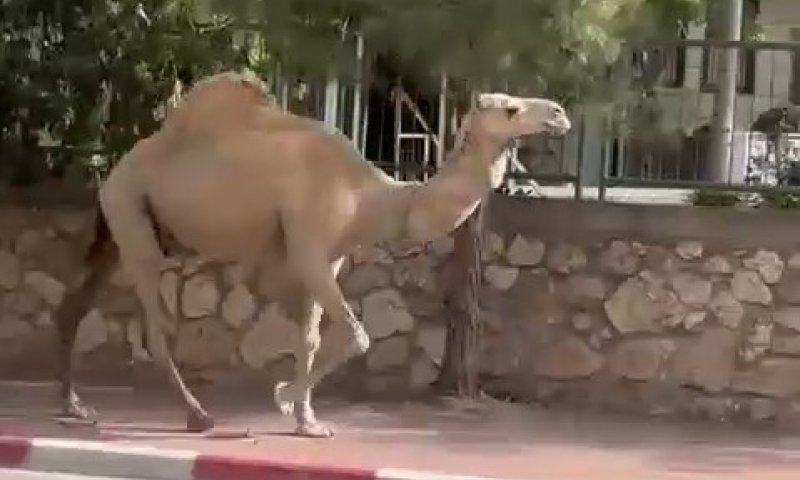 לא האמינו למראה עיניהם: תושבים נדהמו לגלות גמל מהלך ברחוב